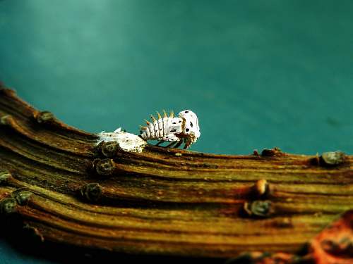 praia do gamela closeup photo of white insect white
